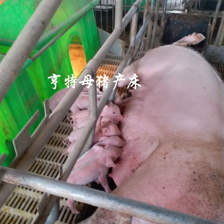 亨特養(yǎng)豬設(shè)備優(yōu)質(zhì)母豬產(chǎn)床直銷